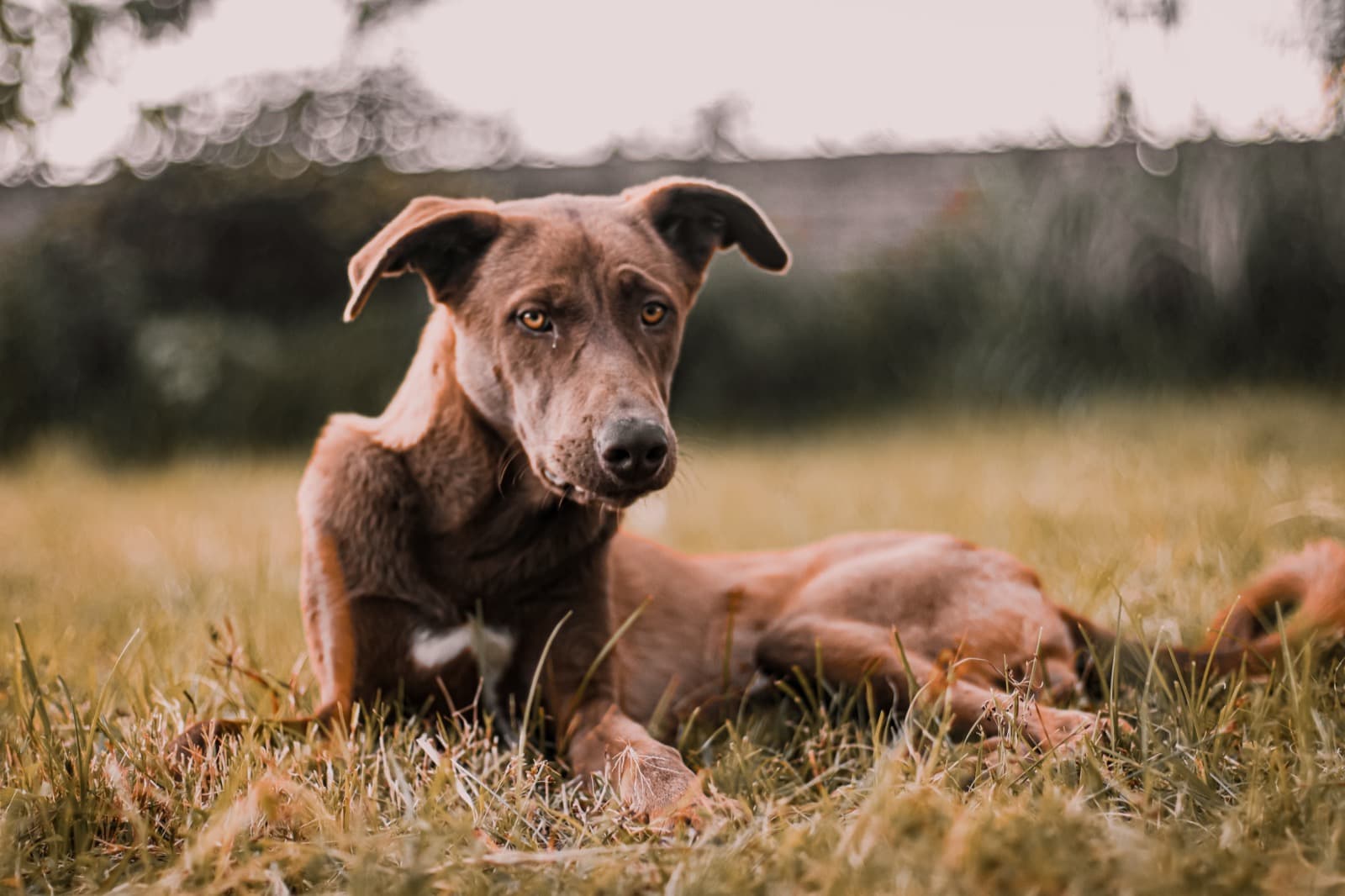 일반적인 훈련 영상을 상징하는 강아지 사진 썸네일